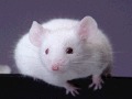 mouse-small1
