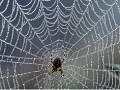 spiderweb-small
