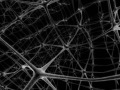 neurons