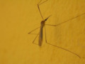 610132_mosquito
